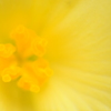 It is always in bloom