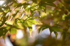 紅葉