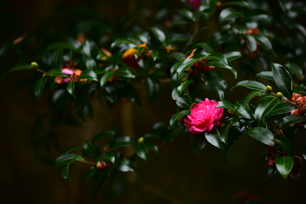 山茶花咲いた道