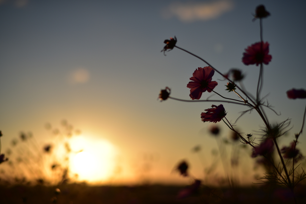 夕暮れと秋桜と