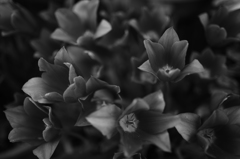 tulips × monochrome