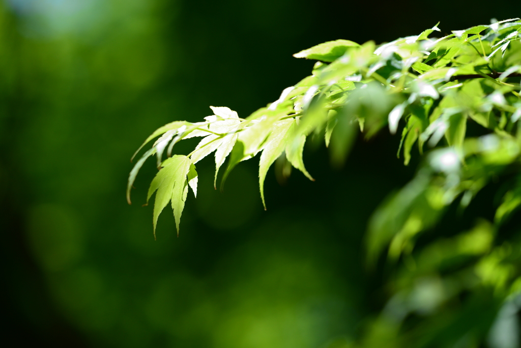 太陽燦燦