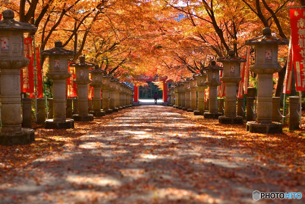 紅葉求めて