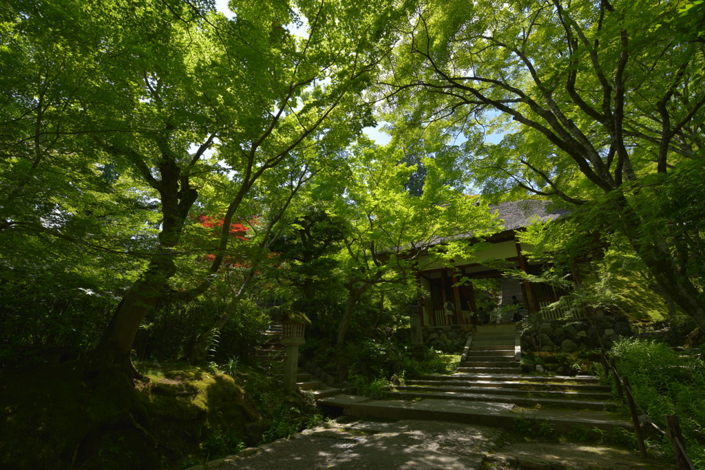 木漏れ日の参道