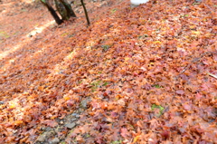 Autumn Carpet