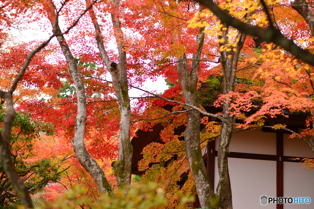 常寂光寺の秋