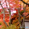 常寂光寺の秋