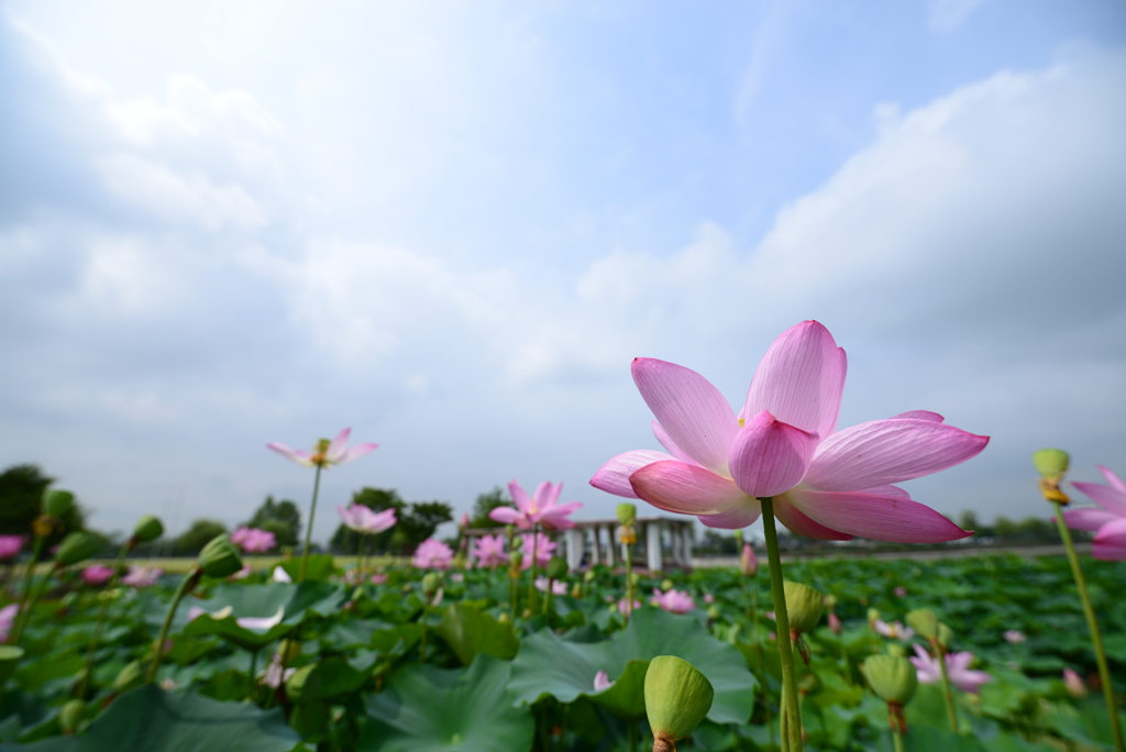 古代蓮の公園