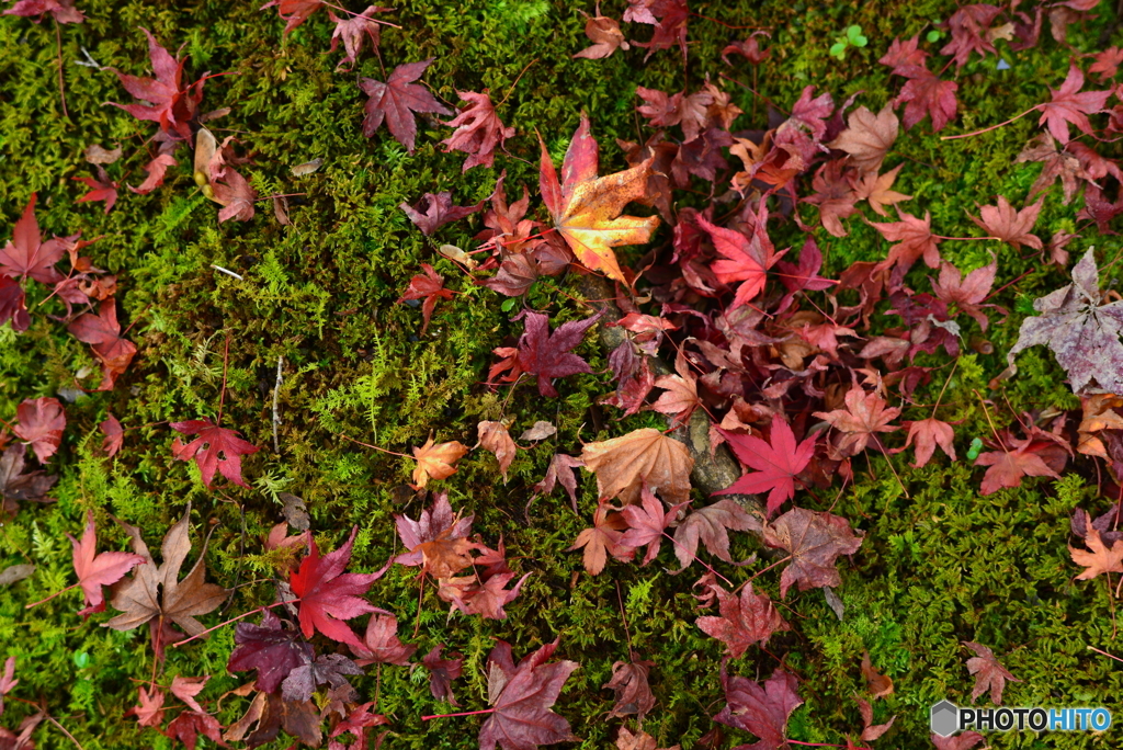 colorful autumn