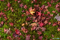 colorful autumn