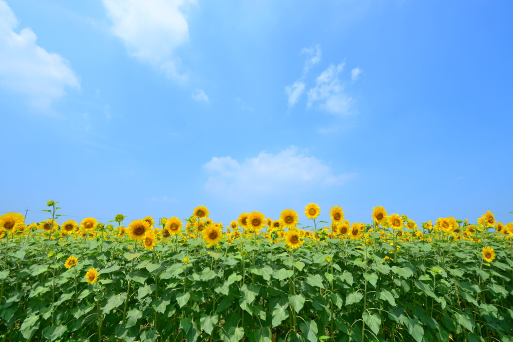 夏空とひまわり