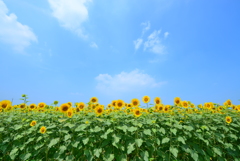 夏空とひまわり