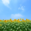 夏空とひまわり