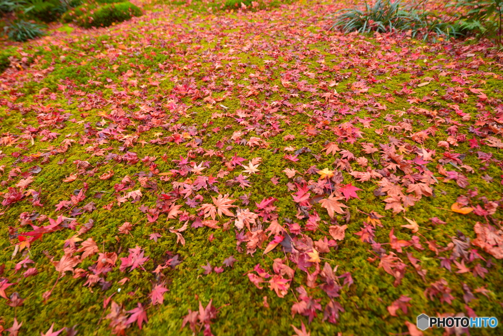 祇王寺 散り紅葉