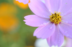 秋桜