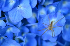 紫陽花絨毯