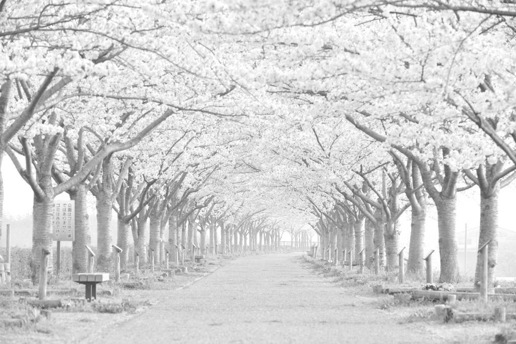 春の記憶