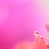 Gerbera