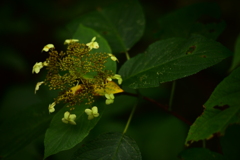 十一月の紫陽花