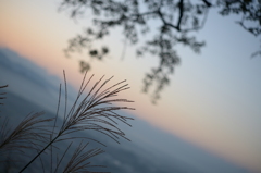 朝