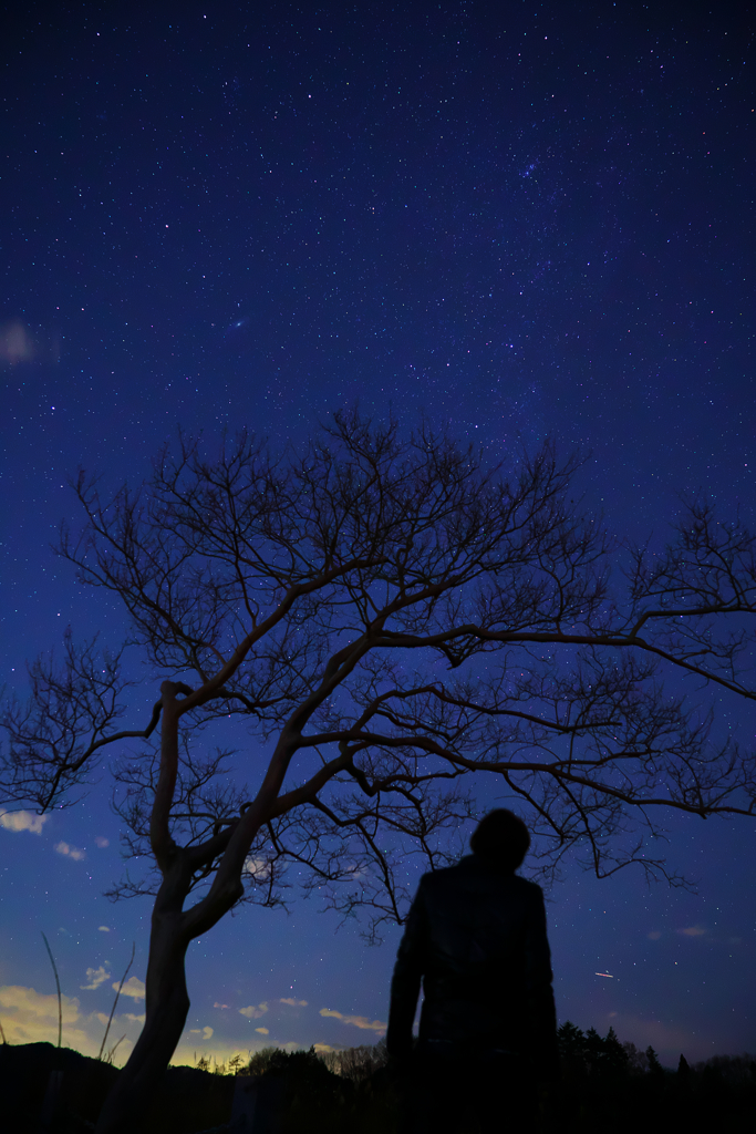 星に願いを