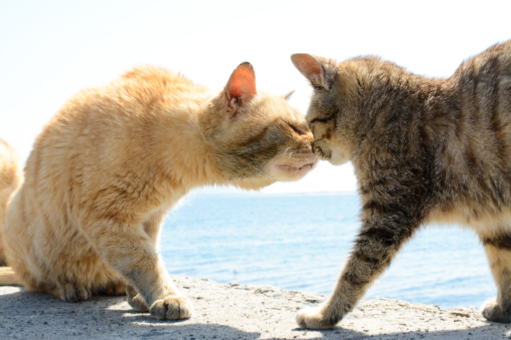 KissCat