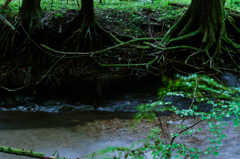 男池湧水群-5