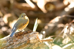 ルリビタキ♀