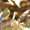 ルリビタキ♀