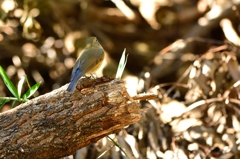 ルリビタキ♀