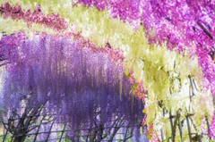 河内藤園４