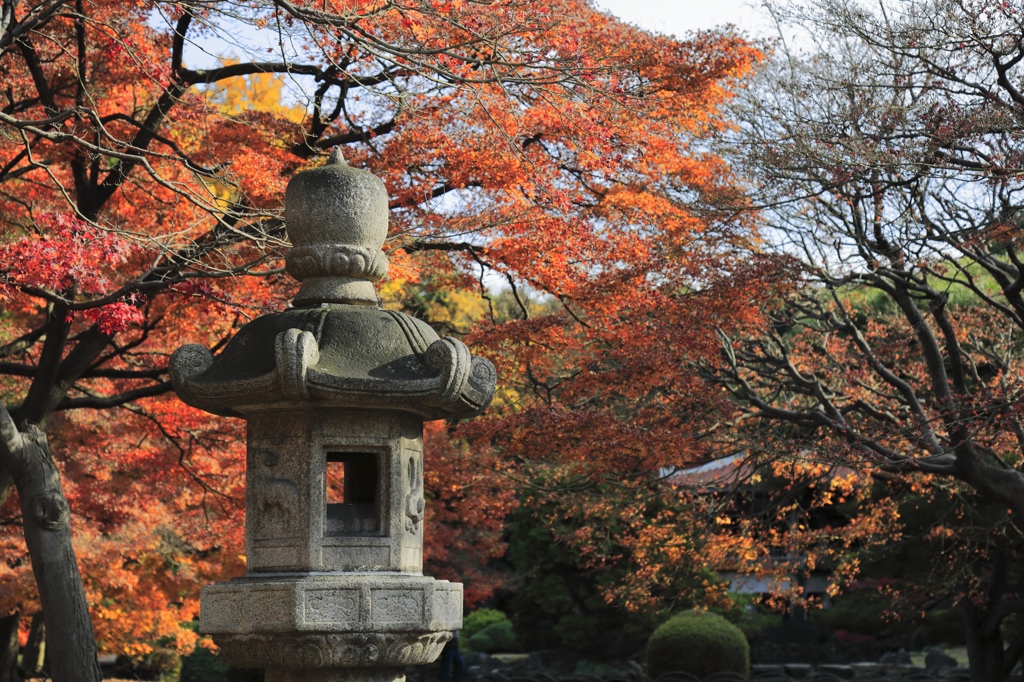 灯籠と紅葉