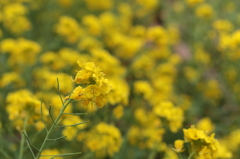 菜の花