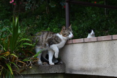 足上げねこ＃２