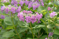 加茂荘花鳥園　アジサイ