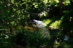 三島市立公園　楽寿園