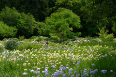 加茂荘花鳥園　花菖蒲