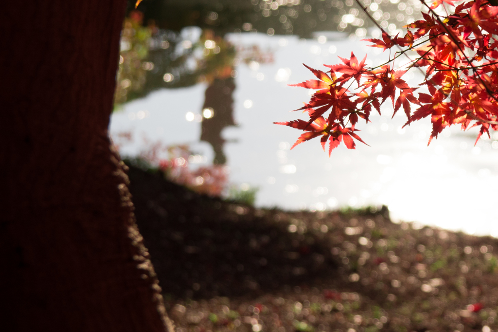 紅葉