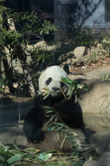 パンダ