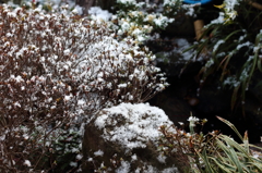 雪化粧の庭