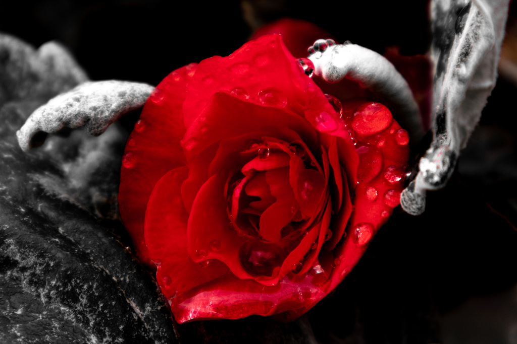 tear drops of rose