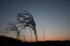 夕方のススキ