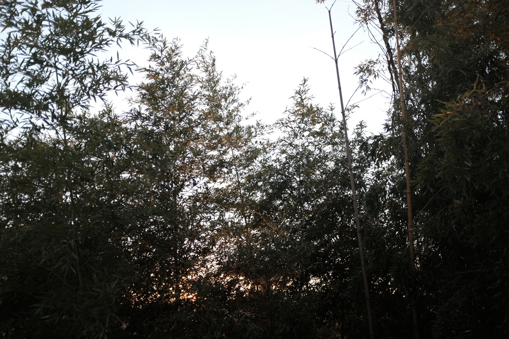 夕方の竹