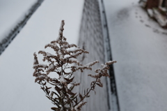 雪積もる朝_その1