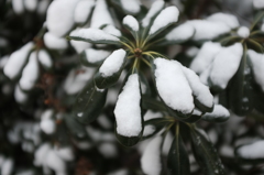 雪積もる朝_その4