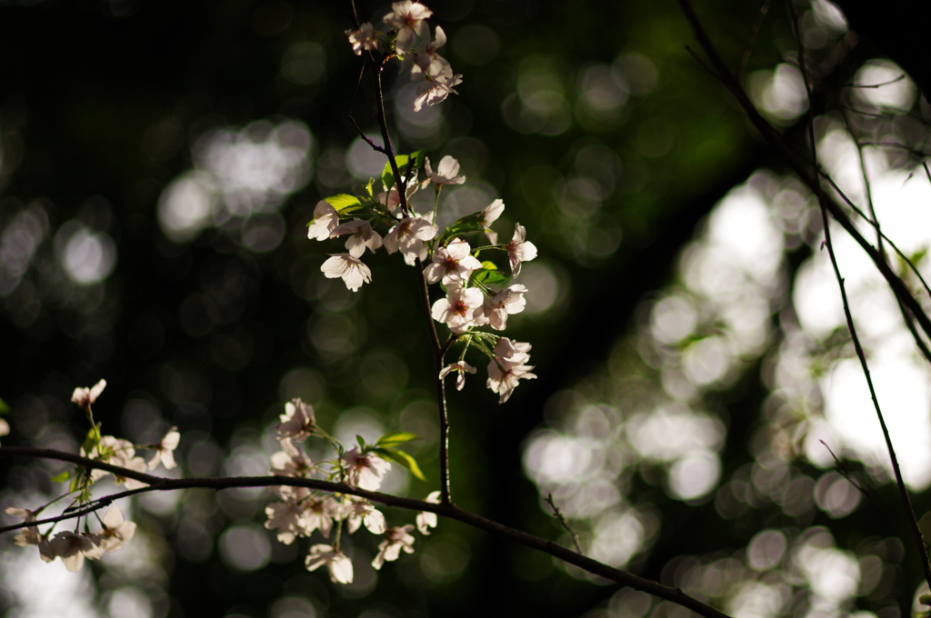 桜