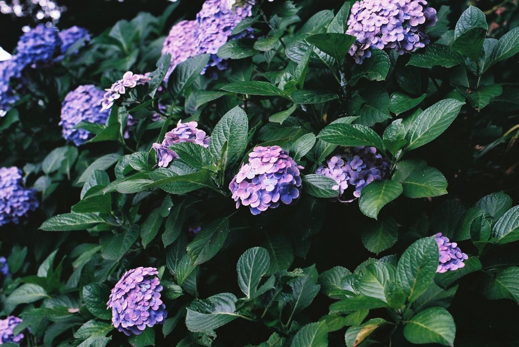 紫陽花