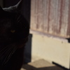 黒猫4