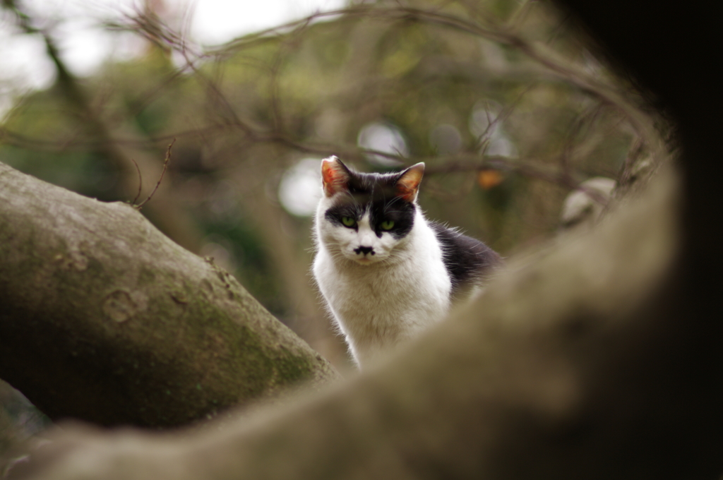 猫