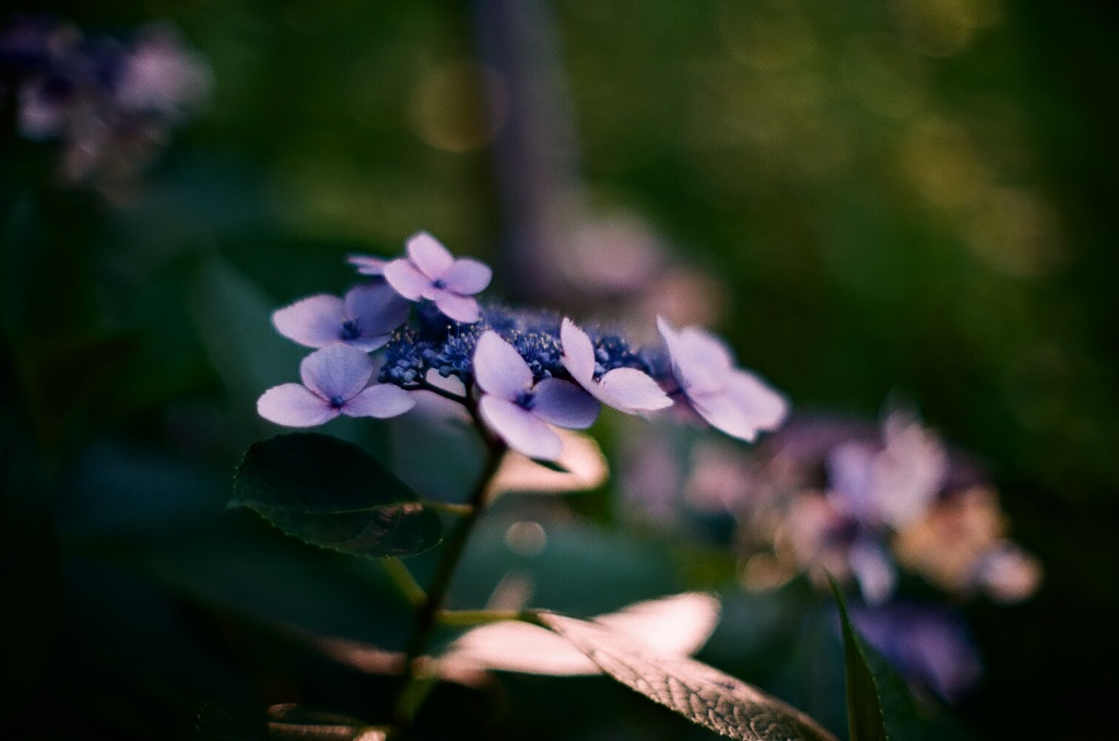 紫陽花